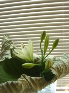 ハスの葉　－lotus leaf｜「マリモ苑」　（愛知県名古屋市昭和区の花キューピット加盟店 花屋）のブログ