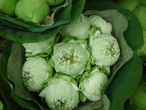 ハスの花　　－ lotus flower ｜「マリモ苑」　（愛知県名古屋市昭和区の花キューピット加盟店 花屋）のブログ