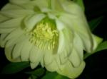 Today's Helleborus selection! 'double'｜「マリモ苑」　（愛知県名古屋市昭和区の花キューピット加盟店 花屋）のブログ